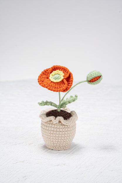 orange poppy