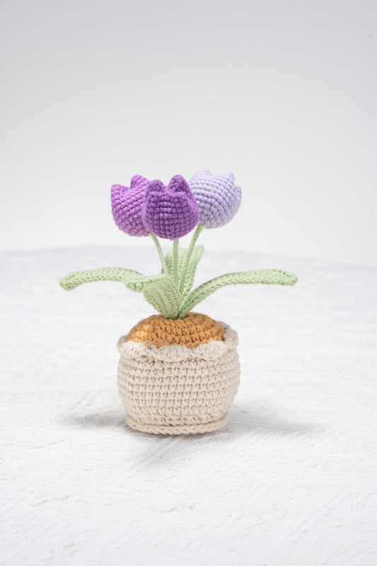 3 head purple tulip
