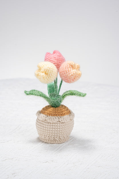 3 ombre pink tulip