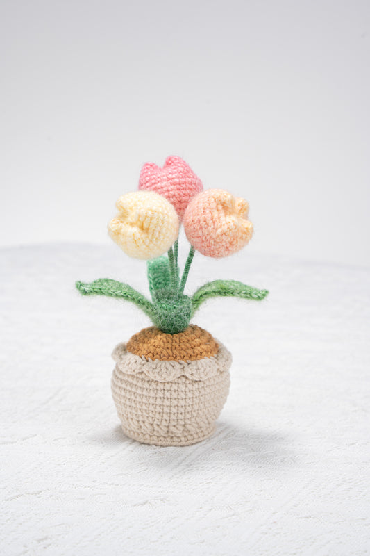 3 ombre pink tulip