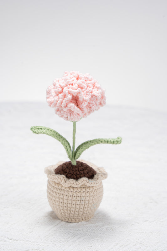 Carnation