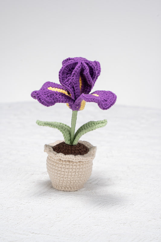 Iris