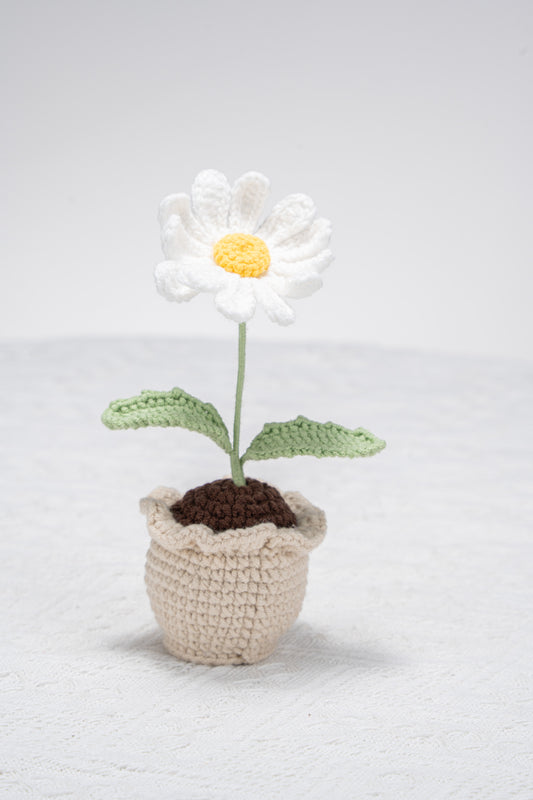 White daisy