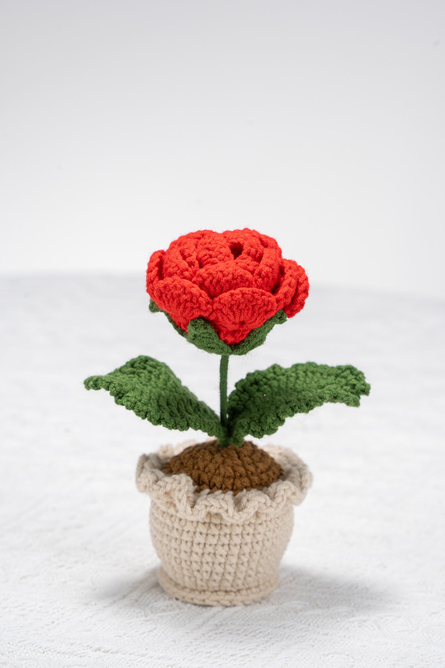 Red rose potted plant