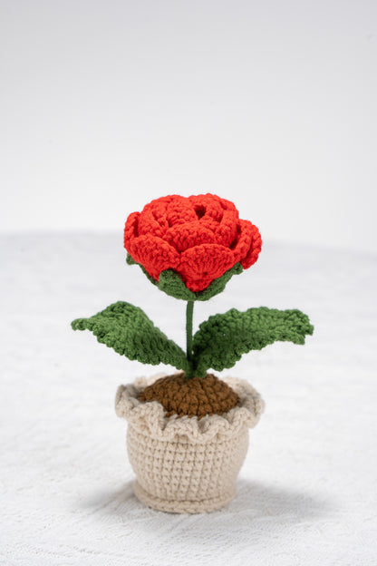 Red rose potted plant