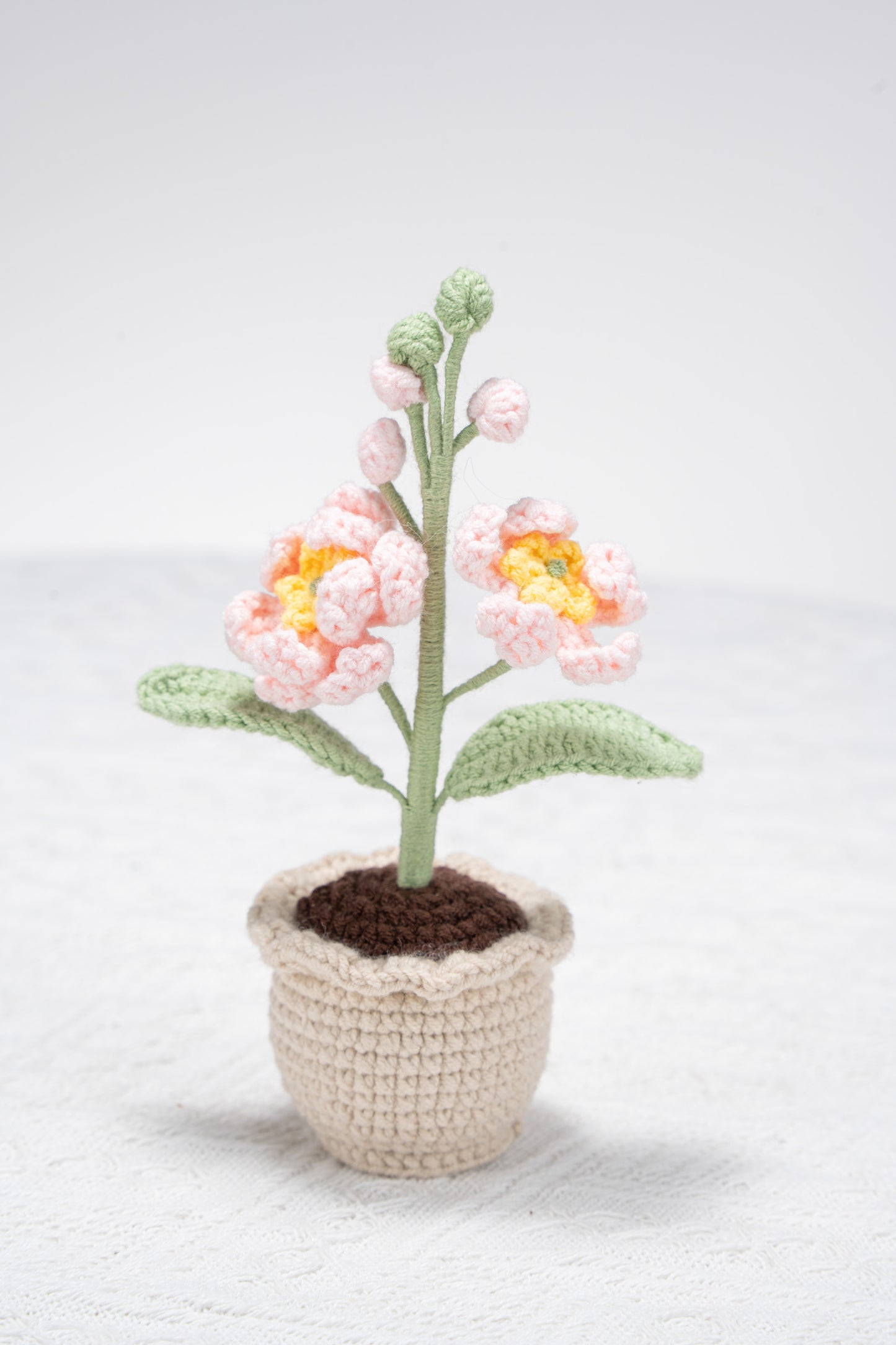 small Larkspur