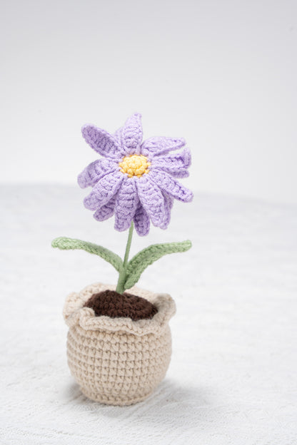 Aster