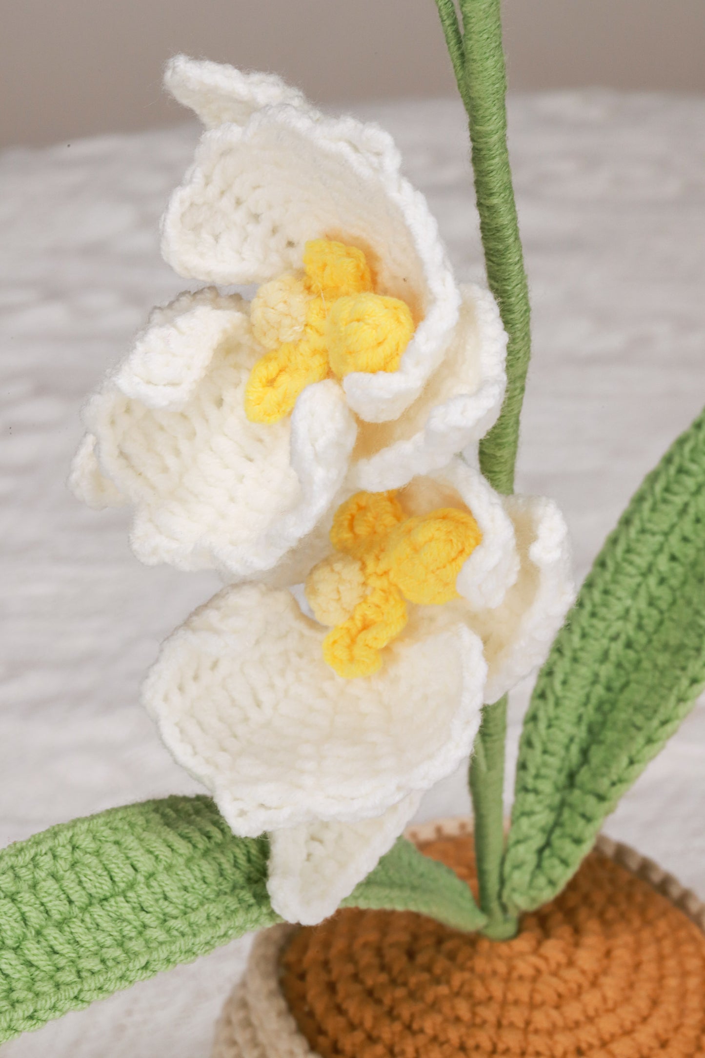 white moth orchid