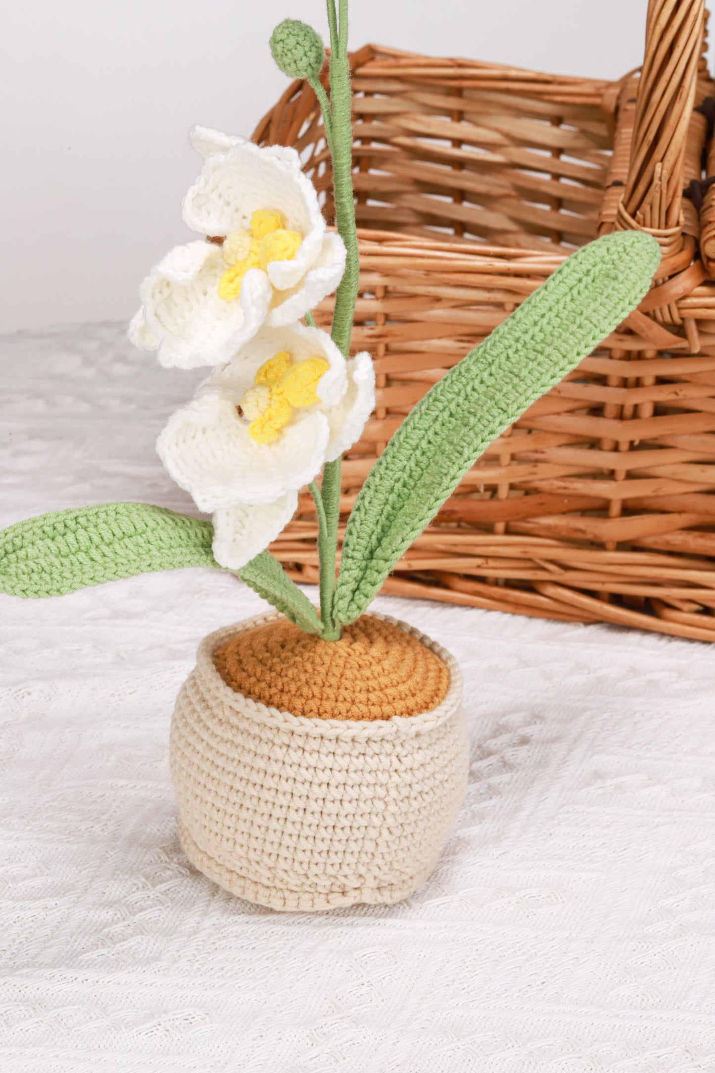 white moth orchid