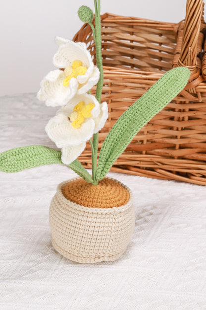 white moth orchid