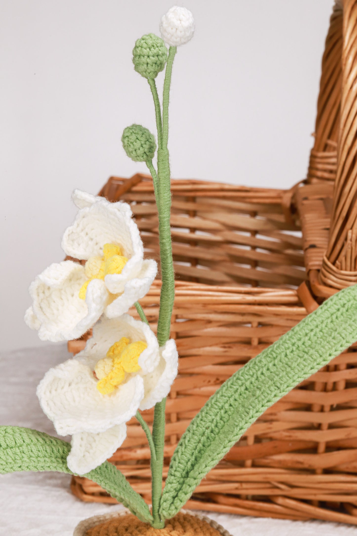 white moth orchid