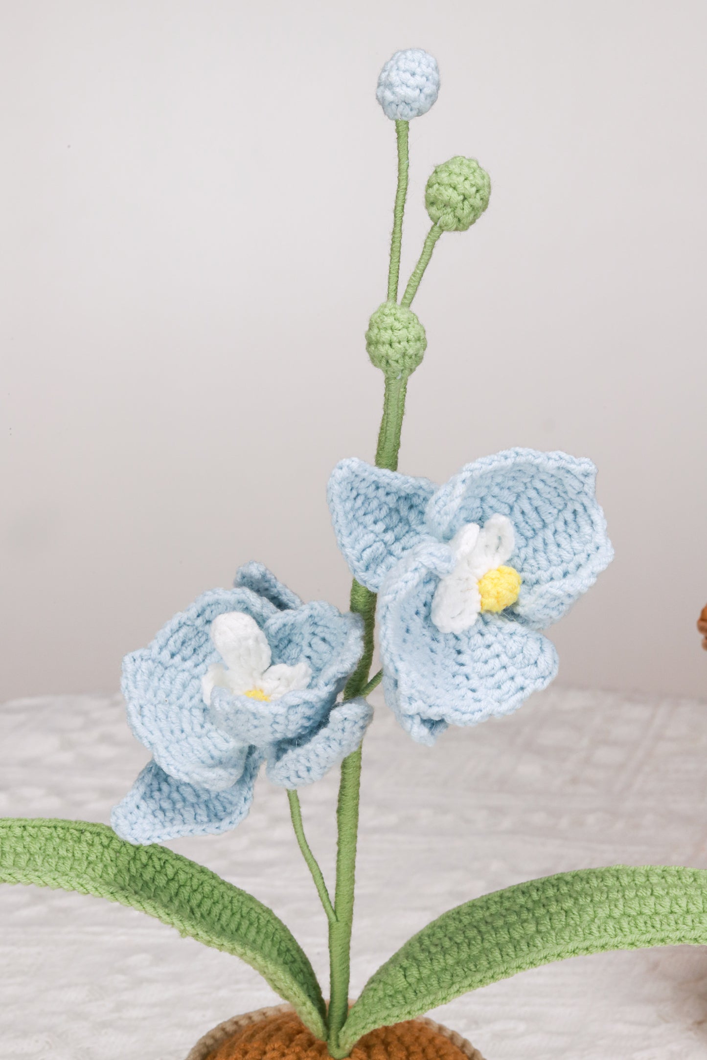 blue moth orchid