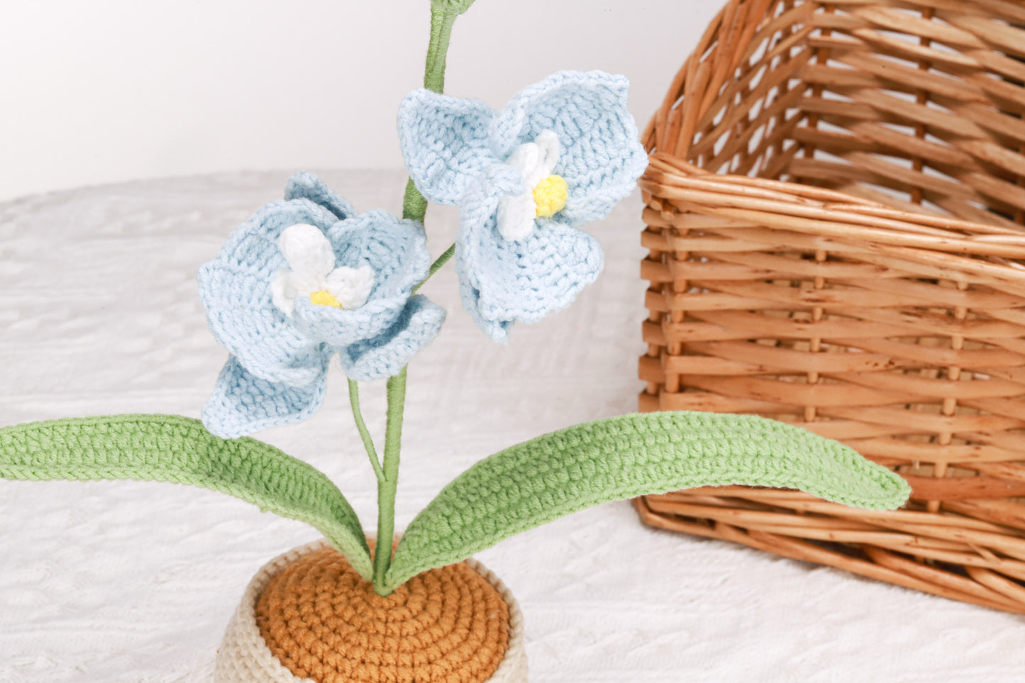 blue moth orchid