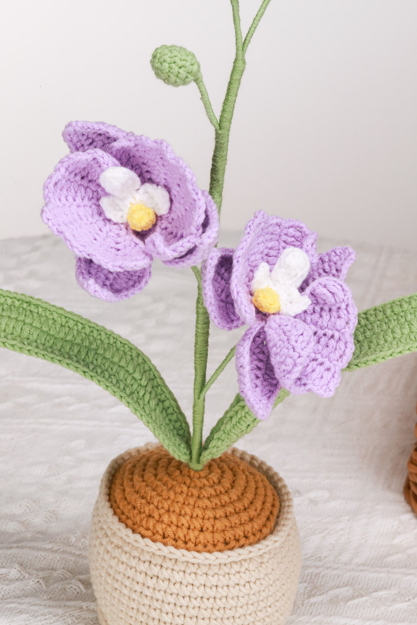 purple moth orchid