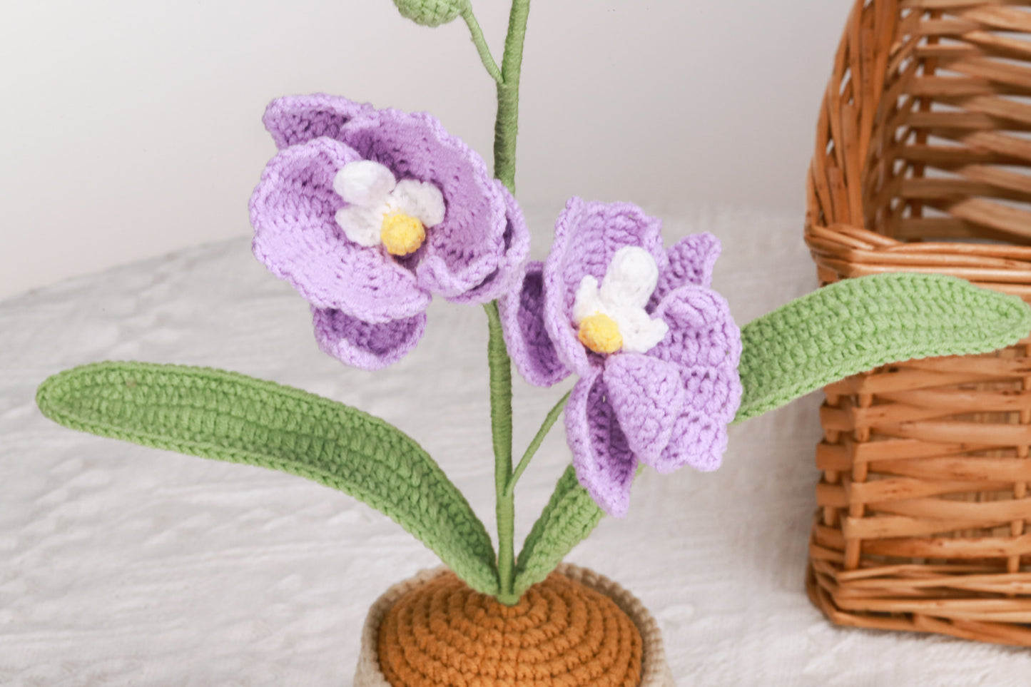 purple moth orchid