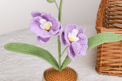 purple moth orchid