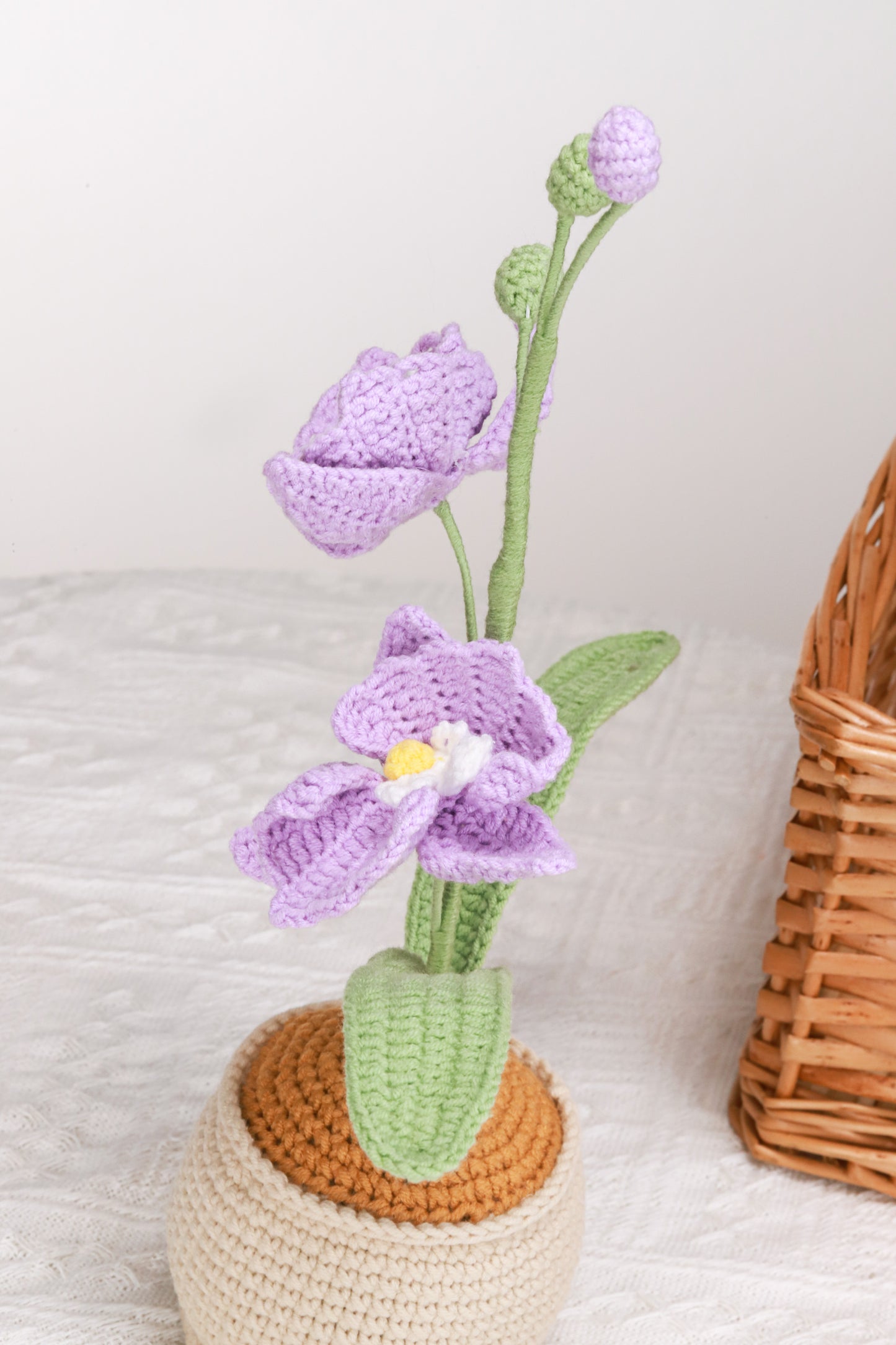 purple moth orchid