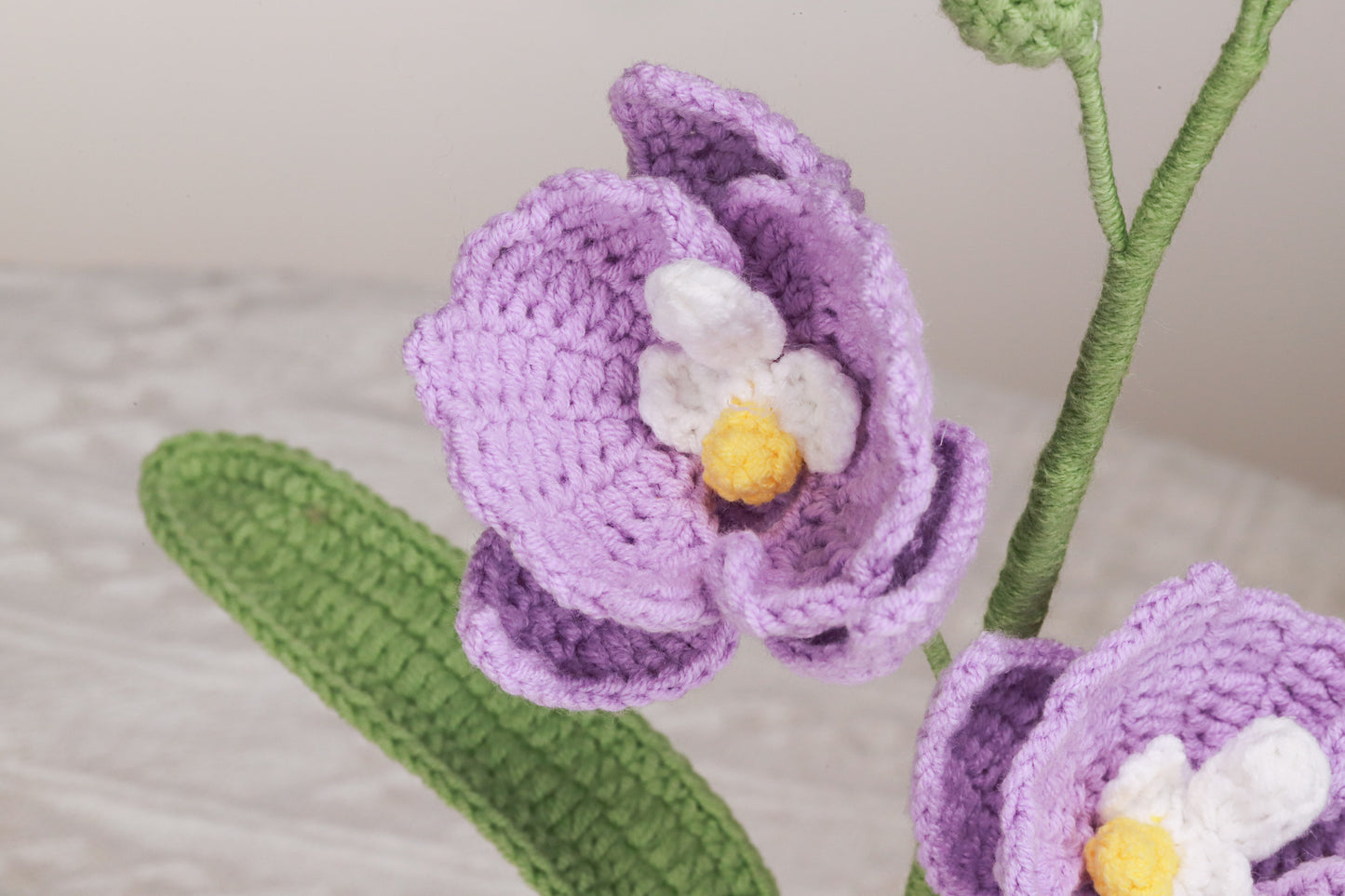 purple moth orchid