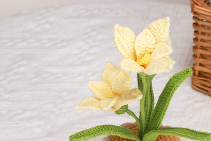 yellow orchid
