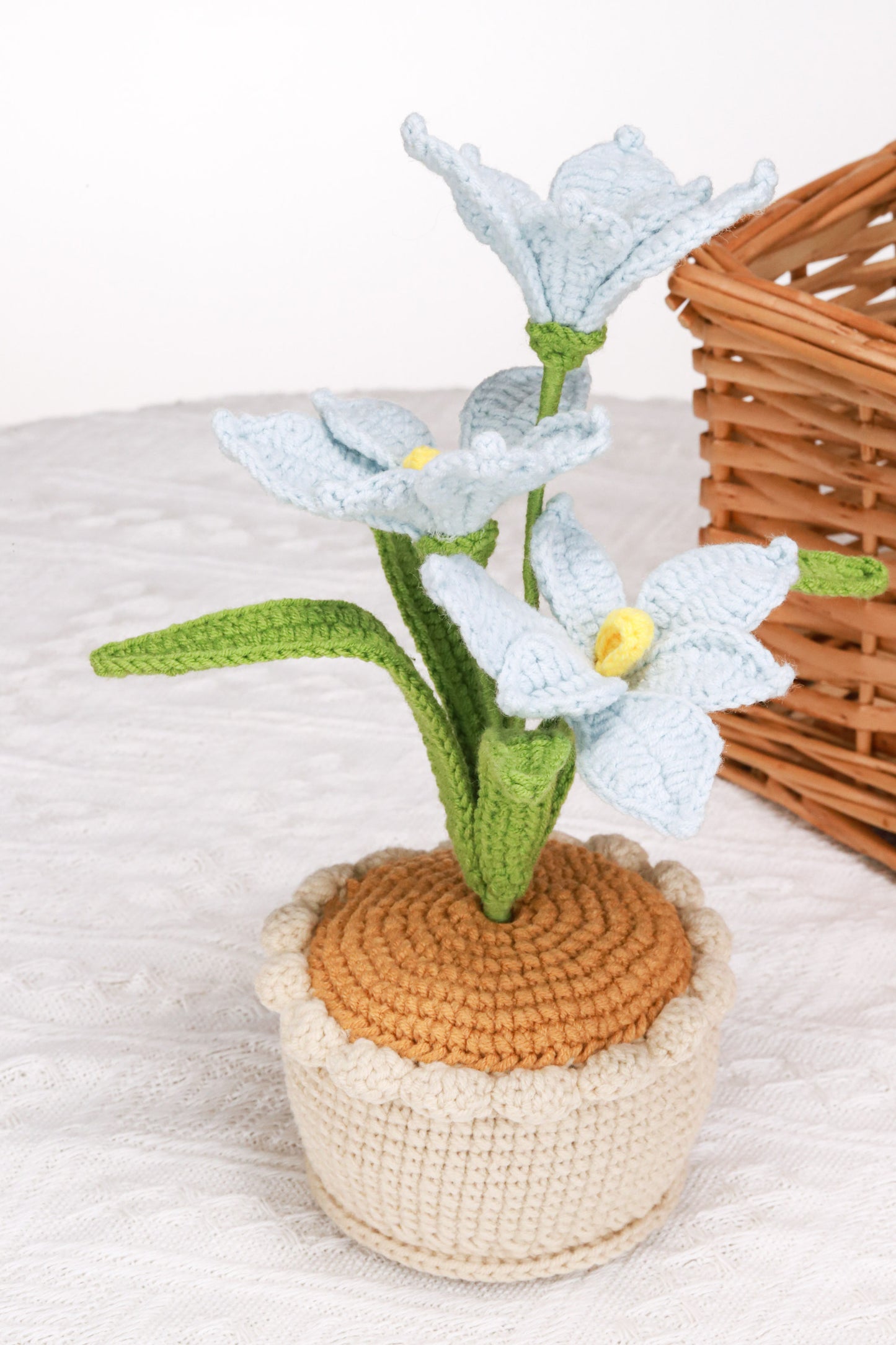 blue orchid