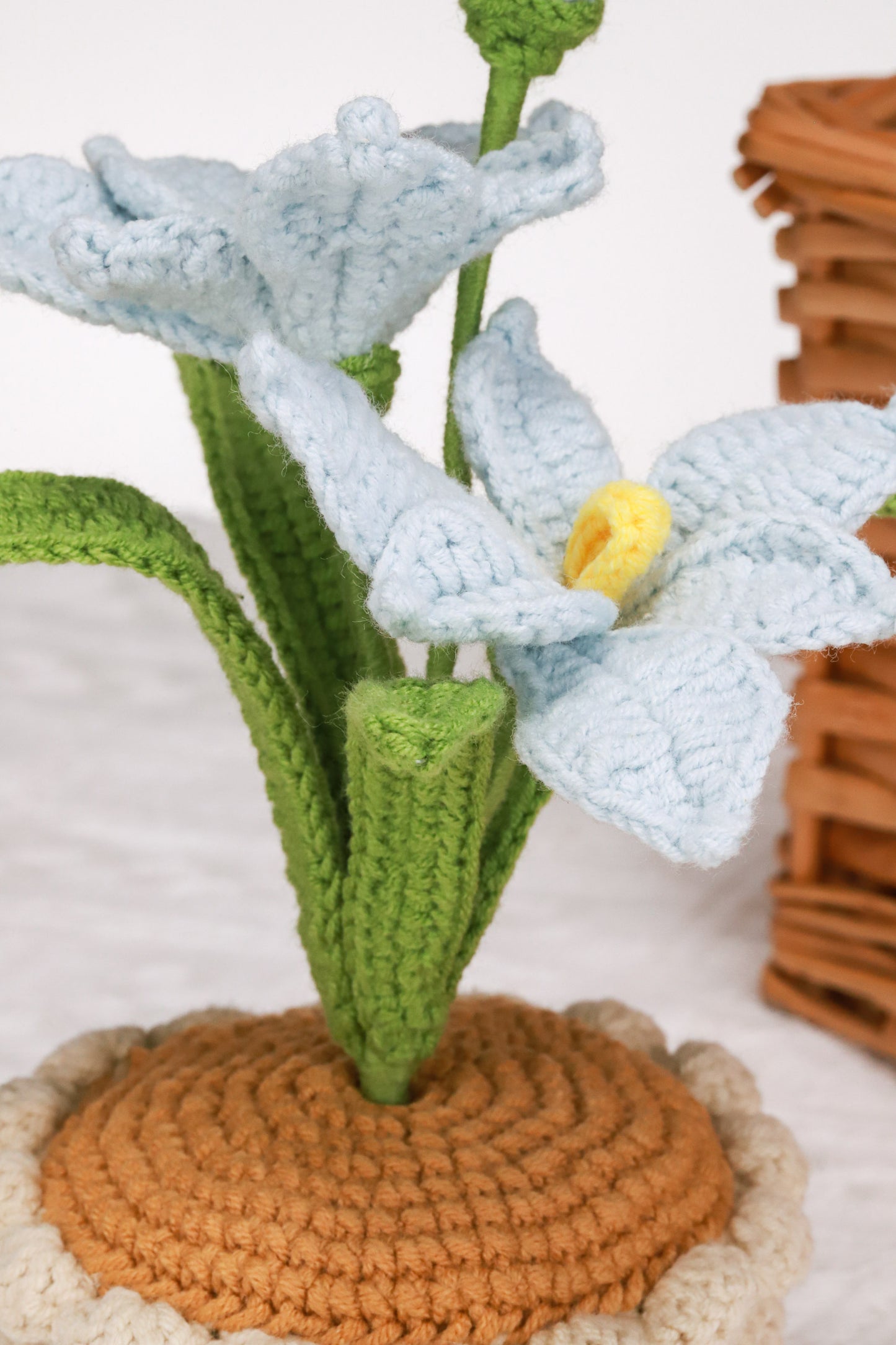 blue orchid