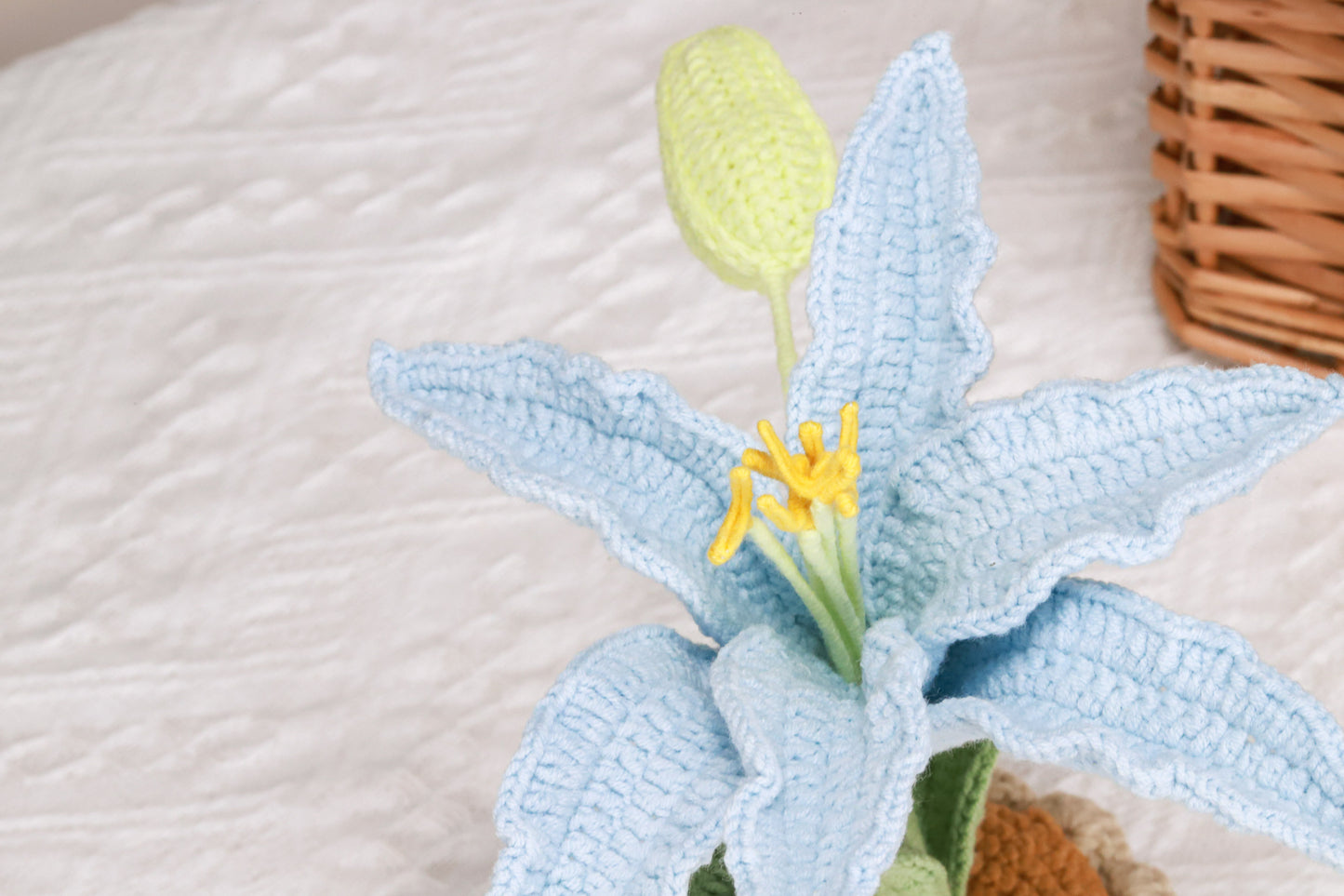 blue lily
