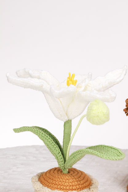 white lily