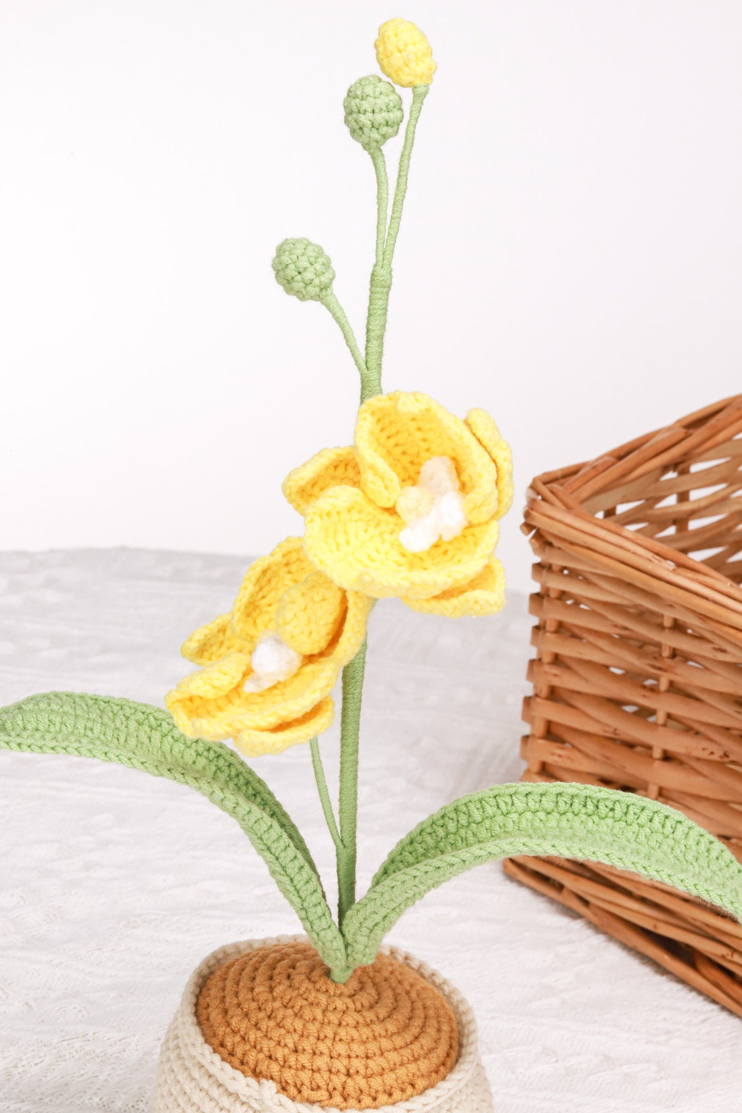 yellow moth orchid