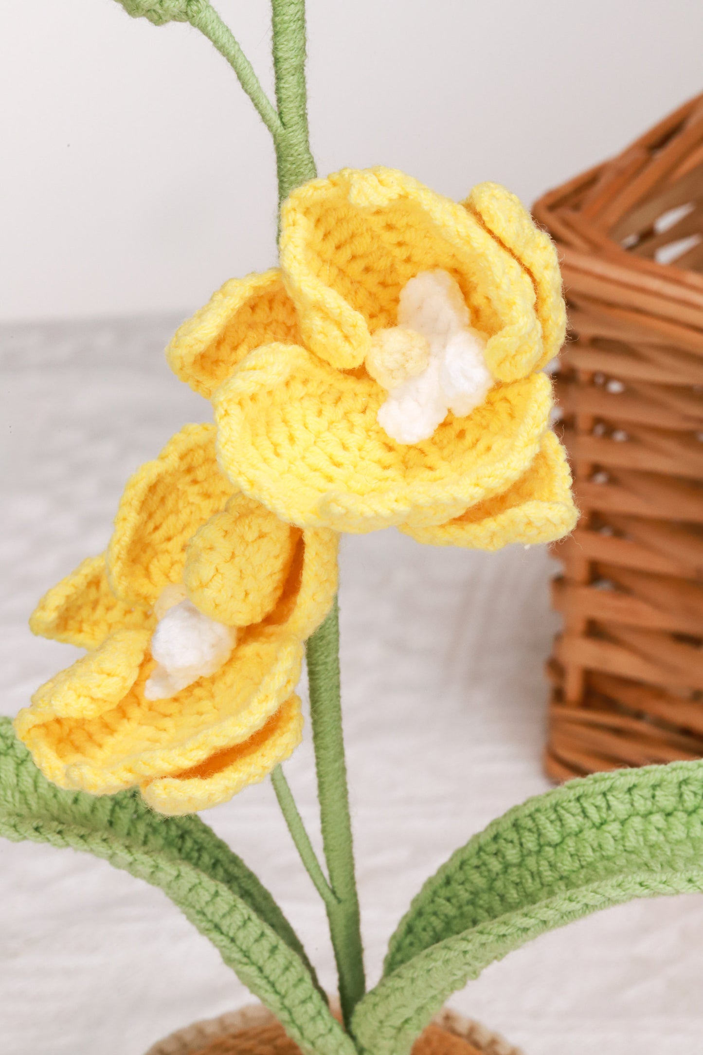 yellow moth orchid