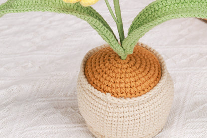 yellow moth orchid