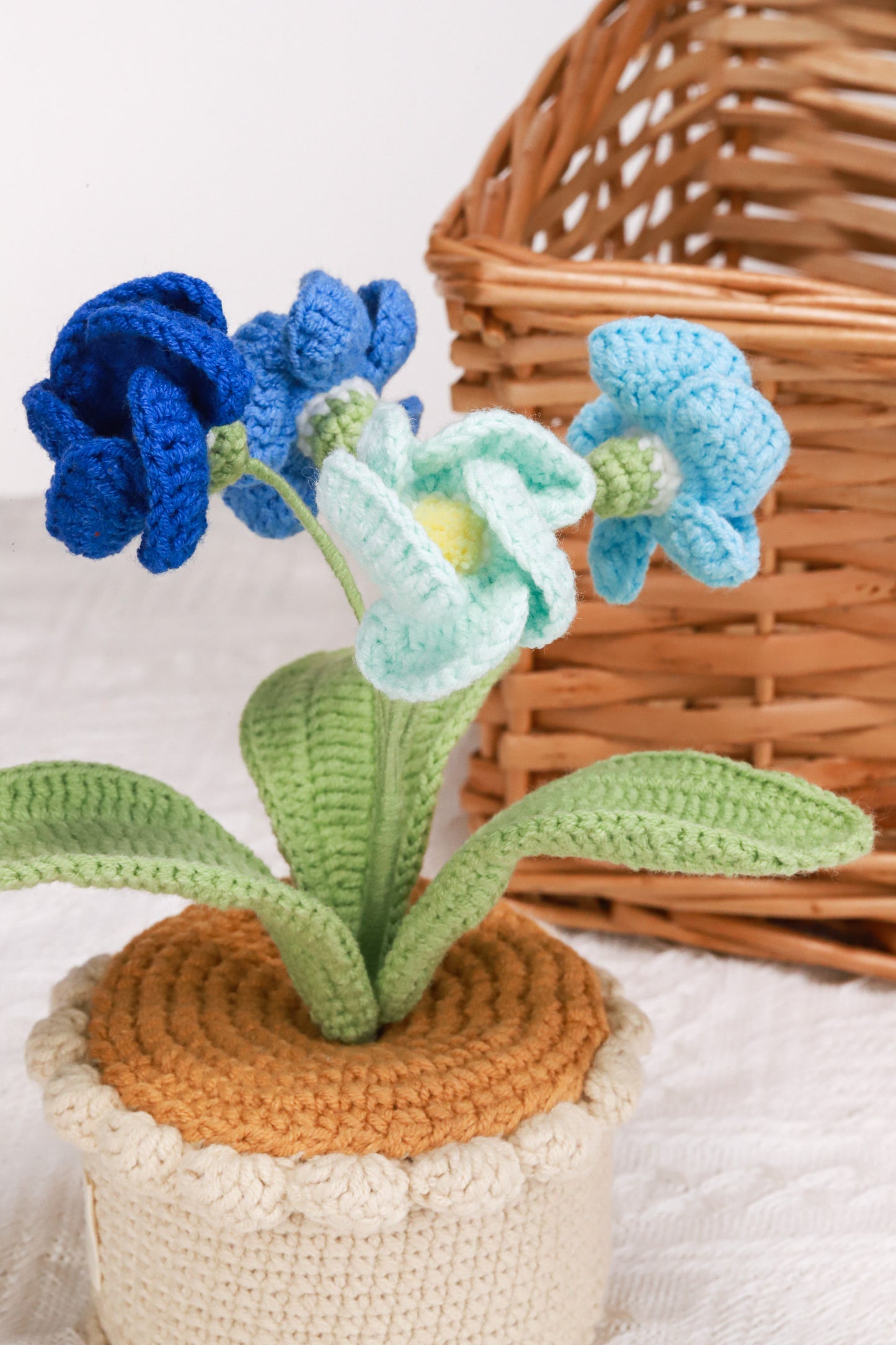 blue primrose