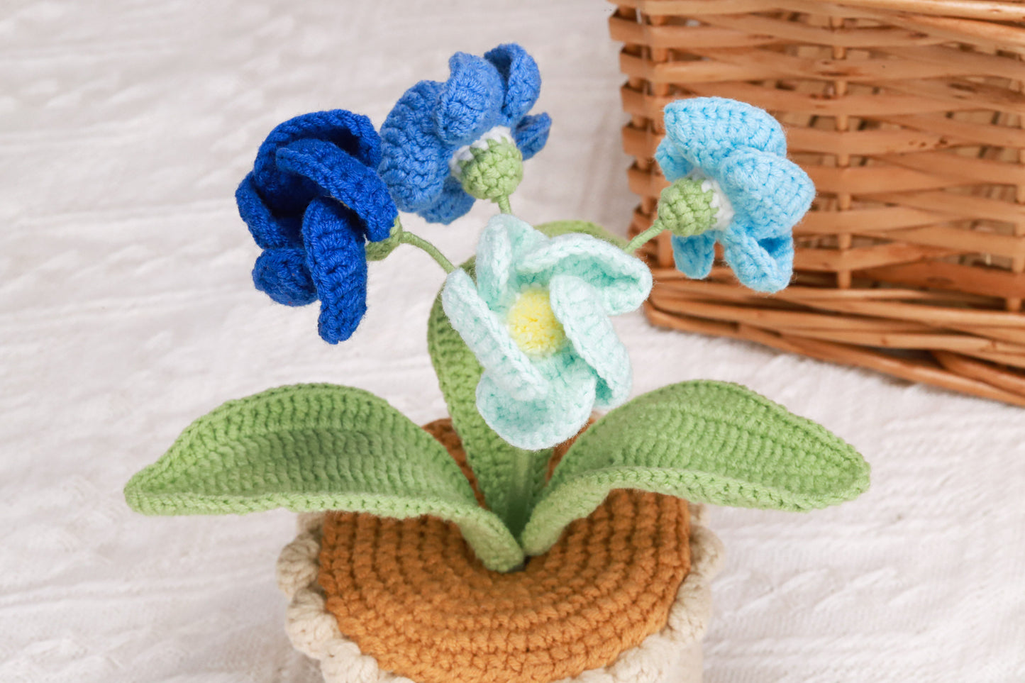 blue primrose