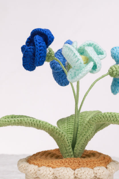 blue primrose