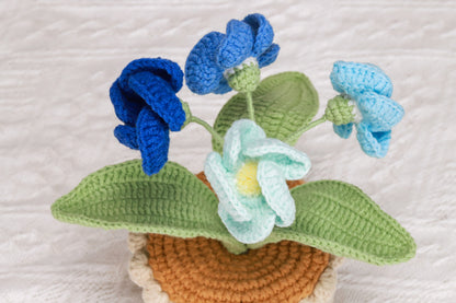 blue primrose
